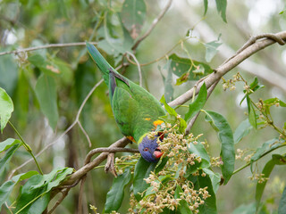Rainbow Lorikeet (Trichoglossus moluccanus)feeding on a leafy green, white flowering tree at Seaham New South Wales Australia