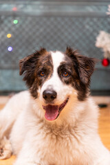 portrait of a cute border collie