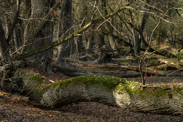 &Aacute;rt&eacute;ri erdő, ősszel, napnyugtakor
