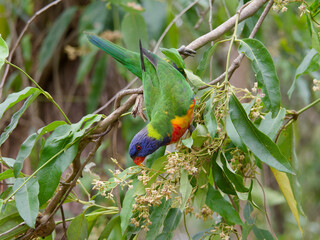 Rainbow Lorikeet (Trichoglossus moluccanus)feeding on a leafy green, white flowering tree at Seaham New South Wales Australia