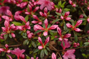 A detailed shot of Rhododendron indicum buds in early spring. The composition captures the energy of growth and the transition from tight buds to vivid pink blossoms
