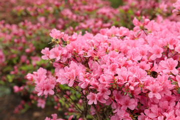 A wide view of Rhododendron indicum shrubs covered in rich pink blossoms during springtime. The vivid flowers form a vibrant natural carpet, radiating warmth, abundance, and the joyful atmosphere 