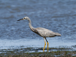 White-faced Heron (Egretta novaehollandiae) patrolling the shoreline at low tide with water in background.