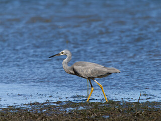 White-faced Heron (Egretta novaehollandiae) patrolling the shoreline at low tide with water in background.