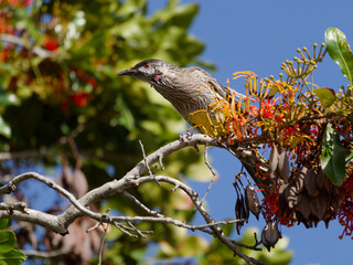 Red Wattlebird (Anthochaera carunculata) perched in a firewheel tree (Stenocarpus sinuatus)