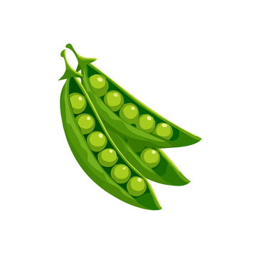 A_Simple_flat_2D_icon_of_a_bunch_of_green_peas_isolated,  simple illustration with EPS format design