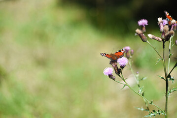Butterfly on Flowers