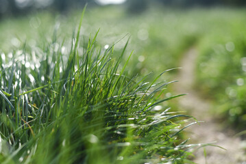 green grass with water drops