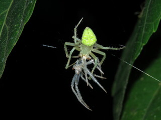 Ecdysis of a spider on a leaf