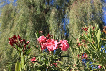 Bright pink flowers and dense green foliage of Nerium oleander in spring, natural background, close-up
