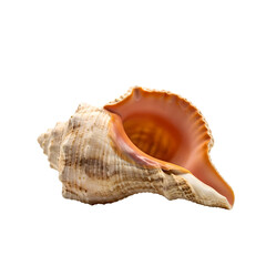 Conch seashell with orange interior isolated on transparent PNG — ideal for beach designs, summer themes, and coastal decor