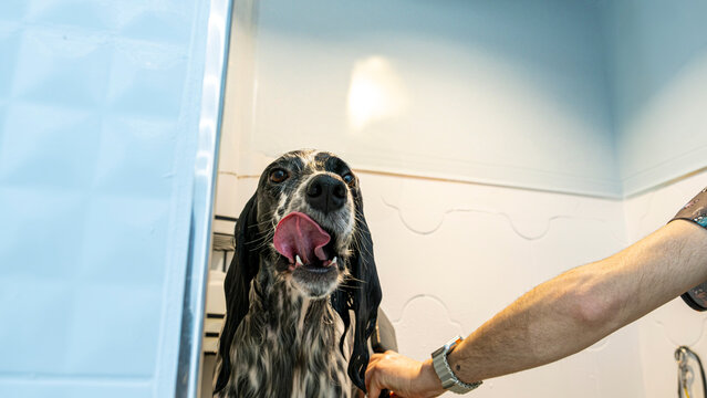 At a pet grooming salon, a middle-aged male groomer is washing the fur of an adorable English Setter dog in the shower