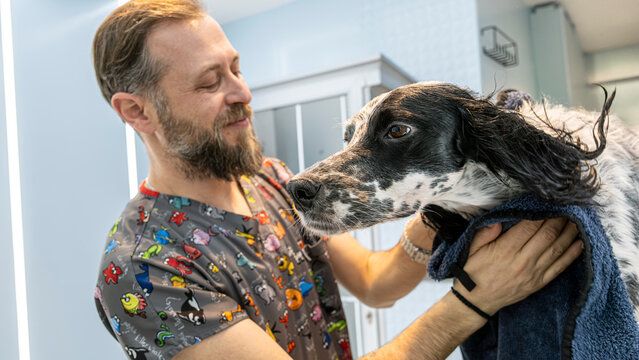 In a pet grooming salon, a middle-aged male groomer towel-dries the fur of a cute English Setter