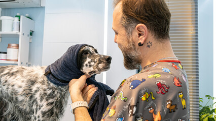 In a pet grooming salon, a middle-aged male groomer towel-dries the fur of a cute English Setter