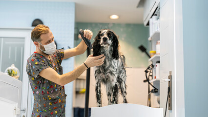 At a pet grooming salon, a middle-aged male groomer is drying the fur of an adorable English Setter...