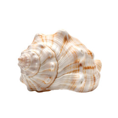 White spiral seashell isolated on transparent PNG — perfect for coastal graphics, nautical themes, and beach decor