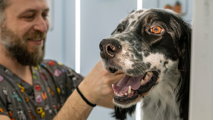 At a pet grooming salon, a middle-aged male groomer is brushing the fur of an adorable English...