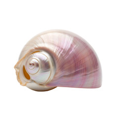 Pearlescent pink seashell isolated on transparent PNG — ideal for ocean graphics, feminine designs, and coastal artwork