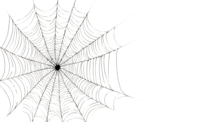 Intricate delicate spider web with symmetrical radial strands detailed in realistic style capturing natural geometry pattern and fine silky texture on white background