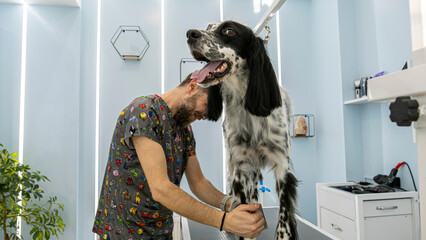 At a pet grooming salon, a middle-aged male groomer is brushing the fur of an adorable English...