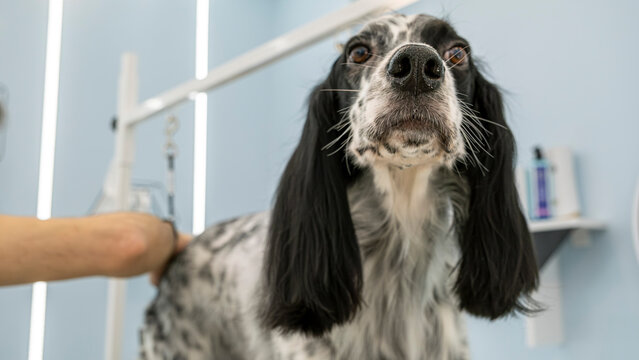At a pet grooming salon, a middle-aged male groomer is brushing the fur of an adorable English Setter dog