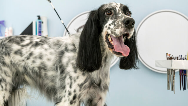 The adorable pose of a English Setter dog at a pet grooming salon