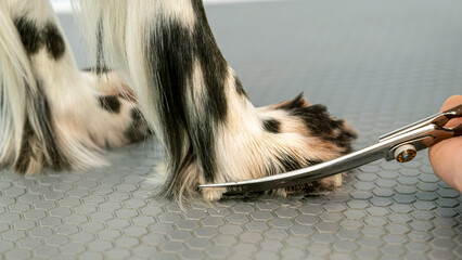 At a pet grooming salon, a middle-aged male groomer is trimming the fur of an adorable English...