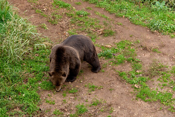 Brown bear wild animal in forest habitat, dangerous predator in nature taiga