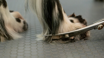 At a pet grooming salon, a middle-aged male groomer is trimming the fur of an adorable English...