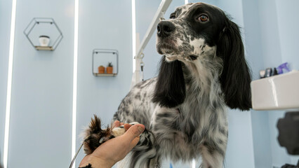At a pet grooming salon, a middle-aged male groomer is trimming the fur of an adorable English...