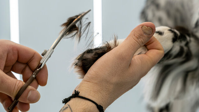 At a pet grooming salon, a middle-aged male groomer is trimming the fur of an adorable English Setter dog with scissors