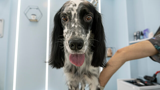 At a pet grooming salon, a middle-aged male groomer is trimming the fur of an adorable English Setter dog with scissors