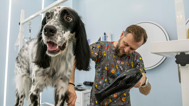 At a pet grooming salon, a middle-aged male groomer is brushing the fur of an adorable English Setter dog