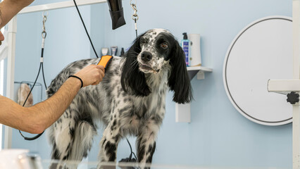 At a pet grooming salon, a middle-aged male groomer is brushing the fur of an adorable English...