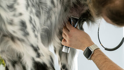 A close-up moment of a middle-aged male groomer trimming the fur of an adorable English Setter dog...