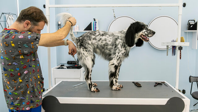 At a pet grooming salon, a middle-aged male groomer is trimming the fur of an adorable English Setter dog with scissors
