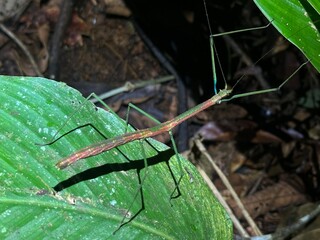 Colorful stick insect (phasmatodea) resting on a tropical leaf in the Colombian rainforest. Flashlight illumination reveals the elongated body, red and green coloration and fine details of the insect’