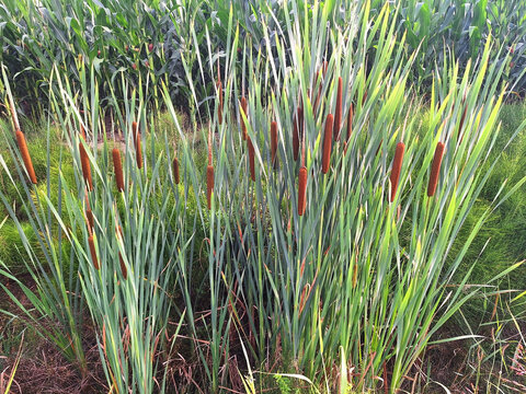 Reed or Typha latifolia blooms with brown flowers near the water.