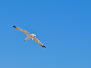 Möwe am Himmel