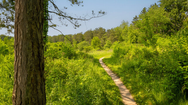 Hiking Trail on a Sunny Day - Powered by Adobe