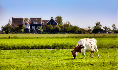 Cow Grazing on the Marken Peninsula in Waterland, Netherlands