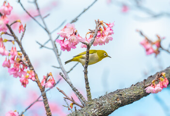 メジロと緋寒桜