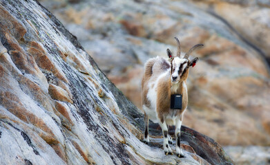 Portrait of a Goat at Summer Grazing on Herfol Island in Hvaler, Norway