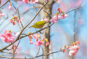 メジロと緋寒桜
