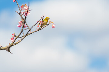 メジロと緋寒桜