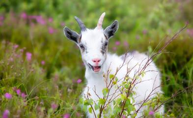 Happy Goat Kid on Summer Grazing on Herfol Island in Hvaler, Norway