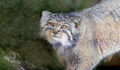 Portrait of a Pallas&rsquo;s Cat
