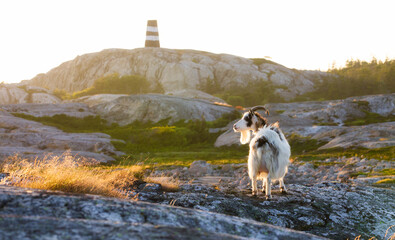 Goat on Summer Grazing on Herfol Island in Hvaler, Norway, near Famous Sea Mark Linnekleppen