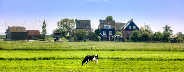 Cow Grazing on the Marken Peninsula in Waterland, Netherlands