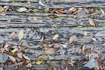 古い木道の上の落ち葉